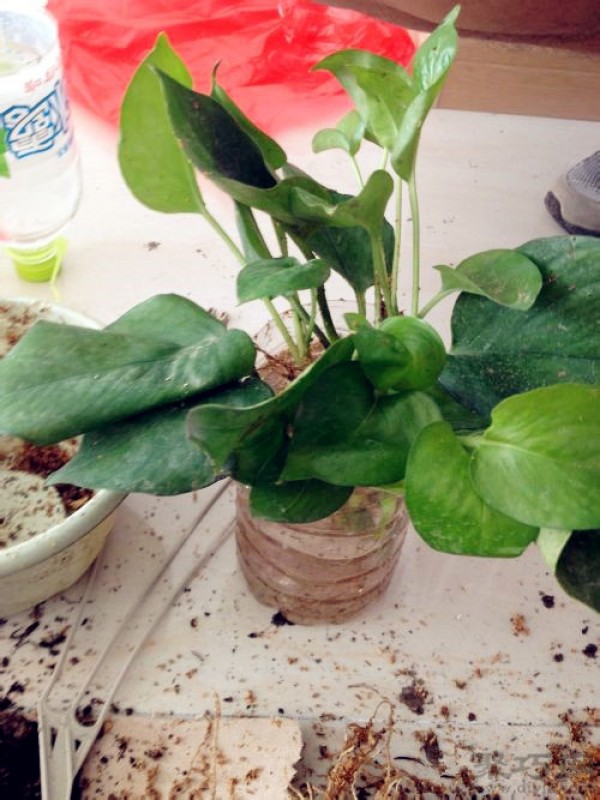 Can pothos absorb formaldehyde? How to use pothos to quickly remove formaldehyde from a new house