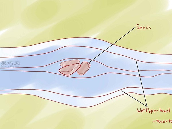 How to sow vanilla Teach you how to grow vanilla