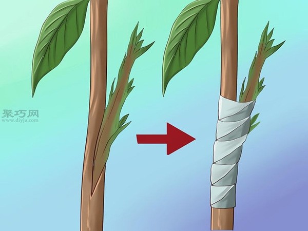 Steps to grow avocados How to grow avocados