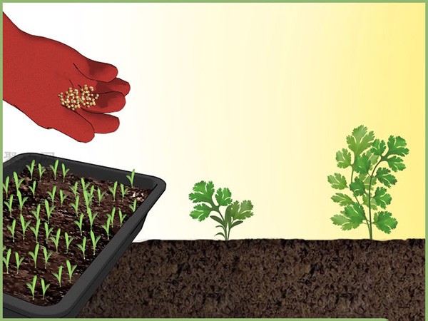 How to transplant seedlings and teach you how to sow seeds