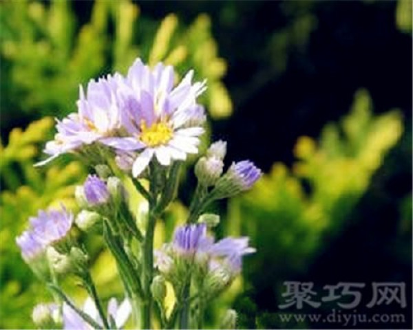 Birthday flower for September 3rd: aster, aster flower language