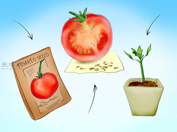 Steps to grow tomatoes from seeds How to grow tomatoes from seeds