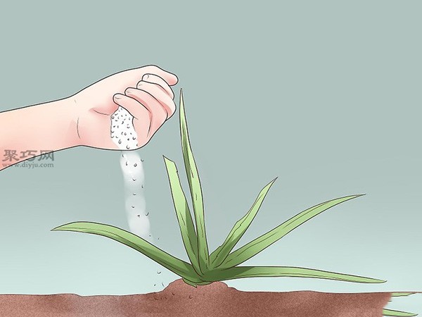 How to take care of aloe vera daily. Illustrated tutorial on growing aloe vera.