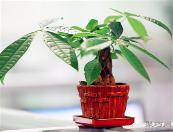 Money Tree Feng Shui: Placement and Taboos of Money Tree