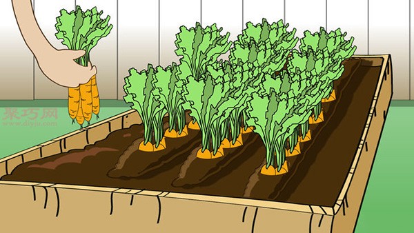 Growing Carrots Illustrated Tutorial How to Grow Carrots