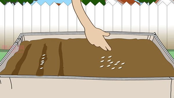 Growing Carrots Illustrated Tutorial How to Grow Carrots