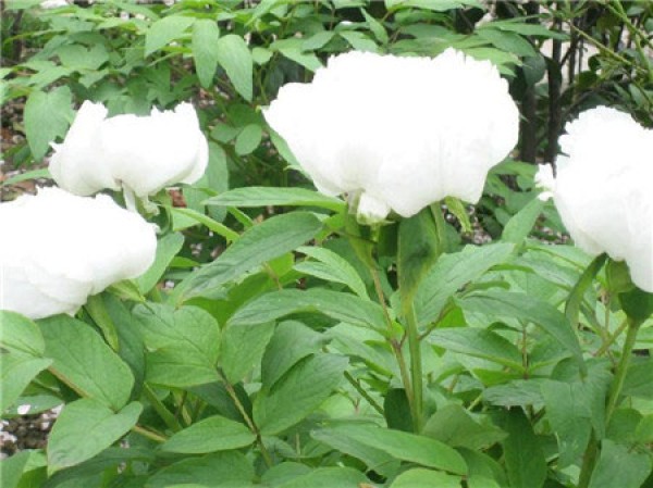 What are the categories of peony? What varieties of Chinese peony are there?