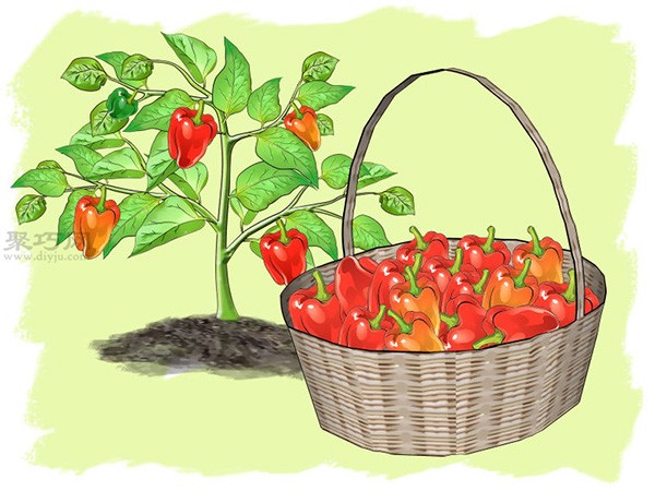 How to grow peppers Let’s learn how to grow peppers together