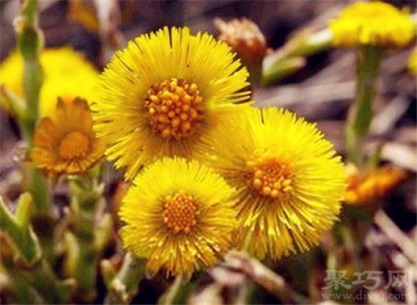 Birthday flower for January 26: Coltsfoot Coltsfoot flower language