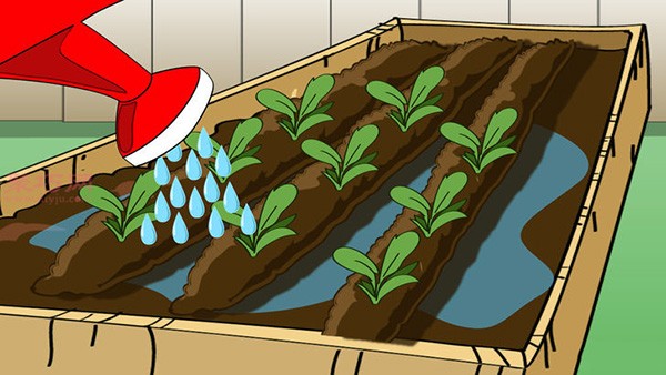 Growing Carrots Illustrated Tutorial How to Grow Carrots