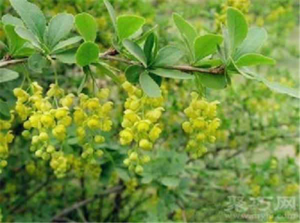 Birthday flower for June 9th: Barberry Barberry flower language