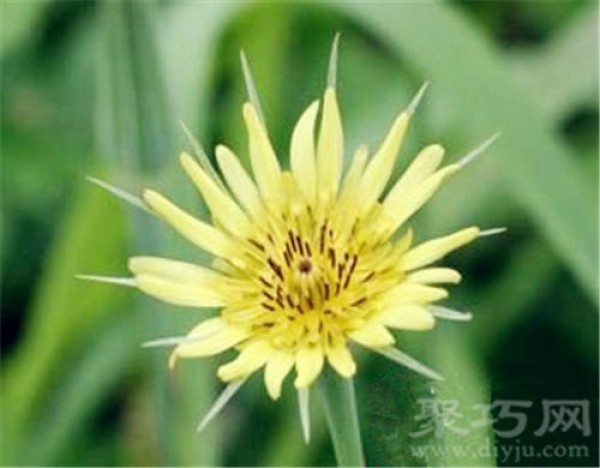 May 22 birthday flower: Brahmin chrysanthemum Brahmin chrysanthemum flower language