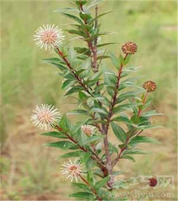 May 25th birthday flower: water bayberry, water bayberry flower language