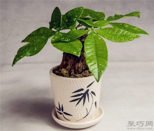 What kind of soil is good for cultivating money tree? How to use money tree nutrient solution?