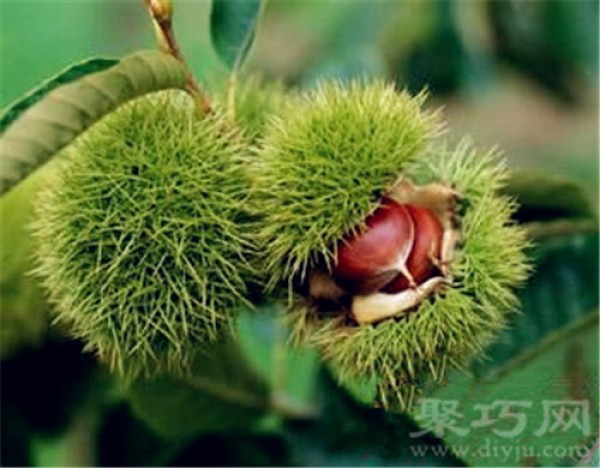 May 20th birthday flower: millet flower, millet flower flower language