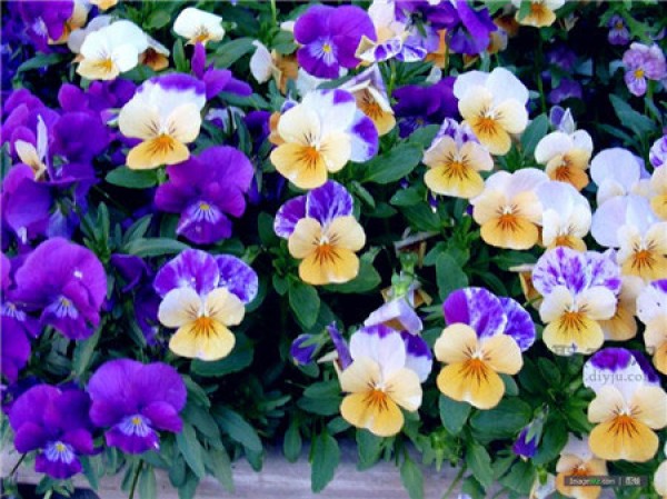 What is the flower language of pansy? Mythical stories about pansies