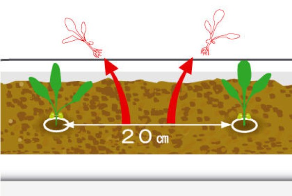 Tips for growing arugula and precautions for trimming arugula seedlings