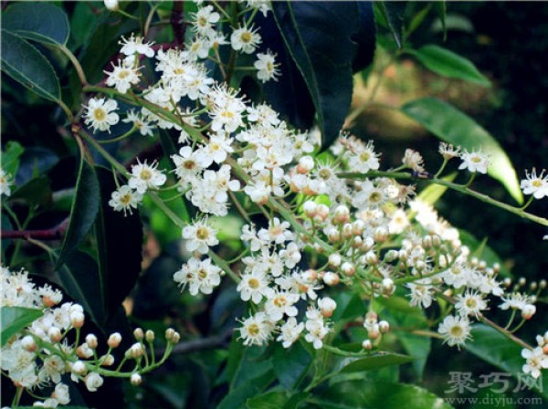 Birthday flower for November 14th: Portuguese laurel Portuguese laurel flower language