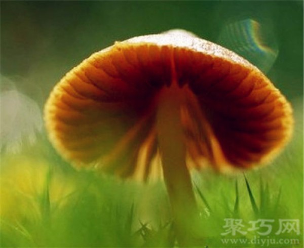 Birthday flower for October 30: Mushroom Mushroom Flower Language