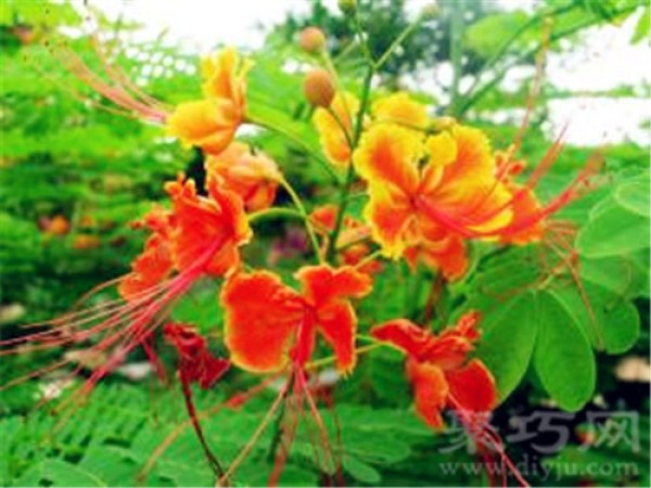 Birthday flower for September 7: Goldilocks Buttercup flower language