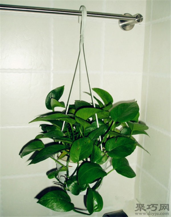 What are the benefits of growing pothos? Four major functions of green radish