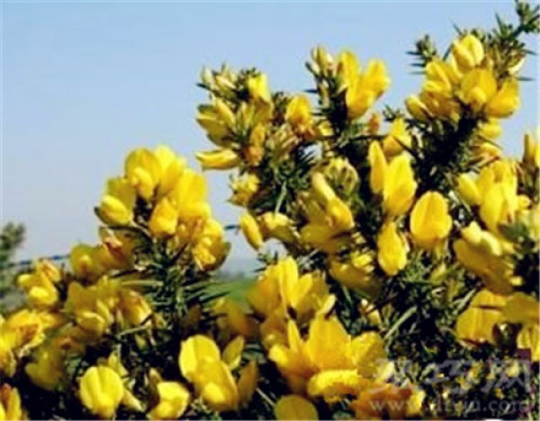 Birthday flower for January 10th: Gorse Flower Flower Language of Gorse Flower