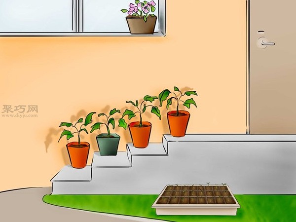 Steps to grow tomatoes from seeds How to grow tomatoes from seeds