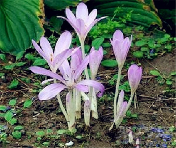 Birthday flower for August 6th: Colchicum Colchicum flower language