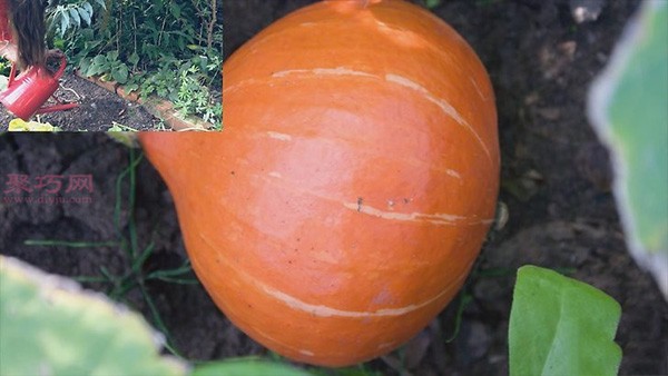 Illustrated tutorial on growing pumpkins How to grow pumpkins