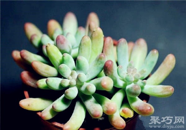 How to breed and propagate the succulent plant Yachiyo