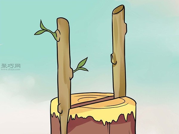 How to graft a tree using cleft palate grafting method. Illustration of grafting tree tutorial