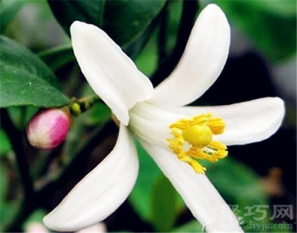 Birthday flower for December 2nd: lemon flower lemon flower flower language