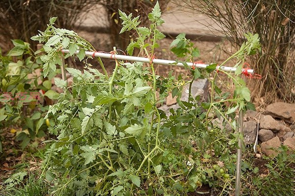 Illustrated tutorial on growing tomatoes How to grow tomatoes