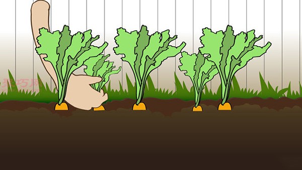 Growing Carrots Illustrated Tutorial How to Grow Carrots