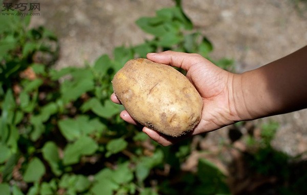 How to grow potatoes at home Potato cultivation techniques