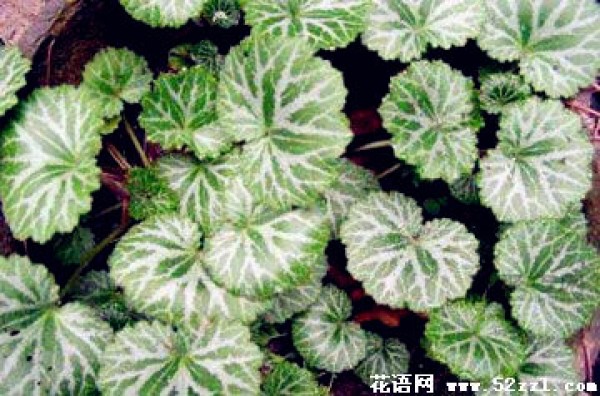 Legends about the efficacy and functions of saxifrage