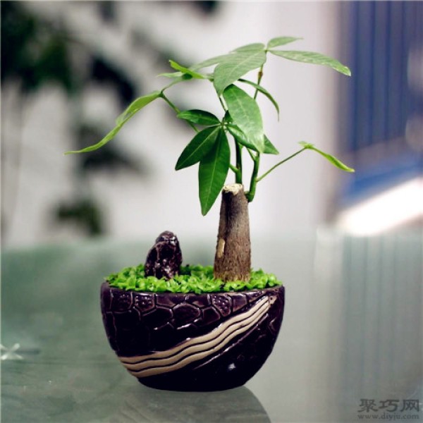 How to fertilize a money tree? What is the best fertilizer to fertilize a money tree?