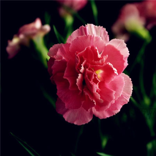 Flower Language of Carnations of Different Colors What do carnations mean?