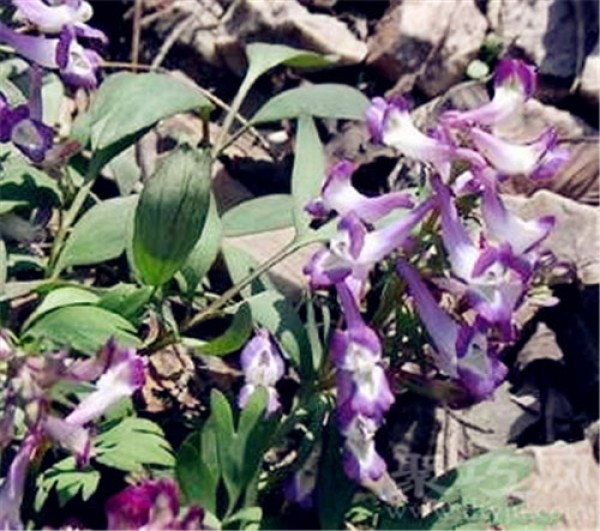 Birthday flower for March 29: Corydalis Corydalis Corydalis flower language