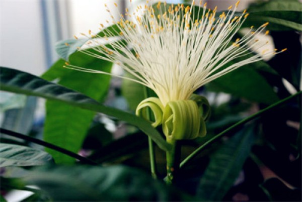 When does the money tree bloom? How to grow a money tree so that it can bloom