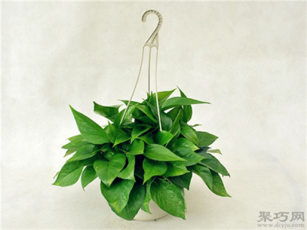 What types of pothos are there? Complete pictures of common green radish varieties