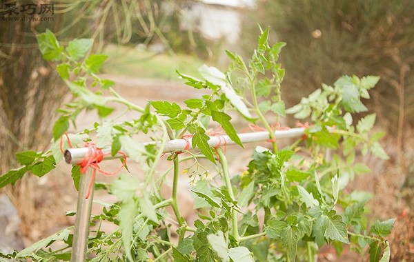 How to pick tomatoes What you must pay attention to when picking tomatoes