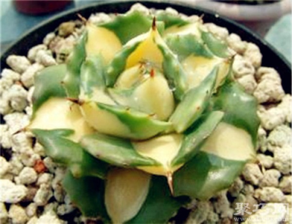 How to breed and propagate the succulent plant Thor