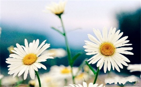 Birthday flower for January 18th: Daisy Daisy flower language