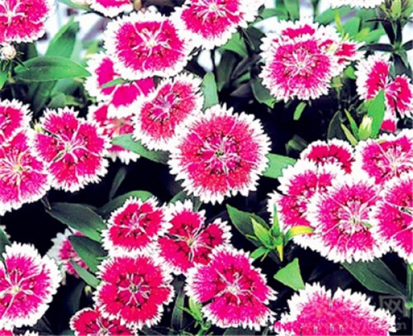 Birthday flower for June 4th: Dianthus Dianthus flower language