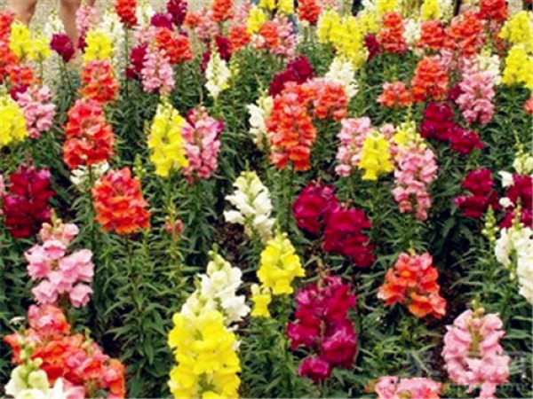 Birthday flower for July 10th: Snapdragon Snapdragon flower language