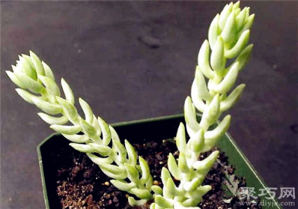 Cultivation methods and propagation methods of succulent plant Jade Sedum