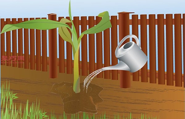 Banana planting technology teaches you how to grow bananas at home