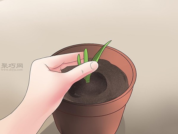 How to Propagate New Aloe Vera Illustrated Tutorial on Growing Aloe Vera