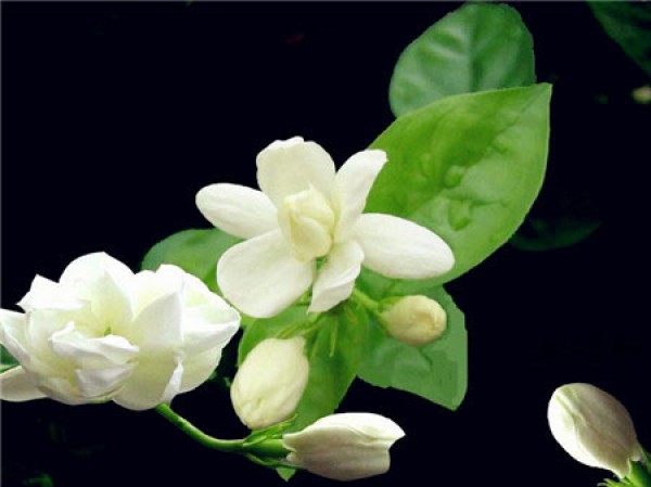 What is the flower language of jasmine? What does jasmine mean?